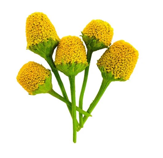 Electric Flower Seed small image
